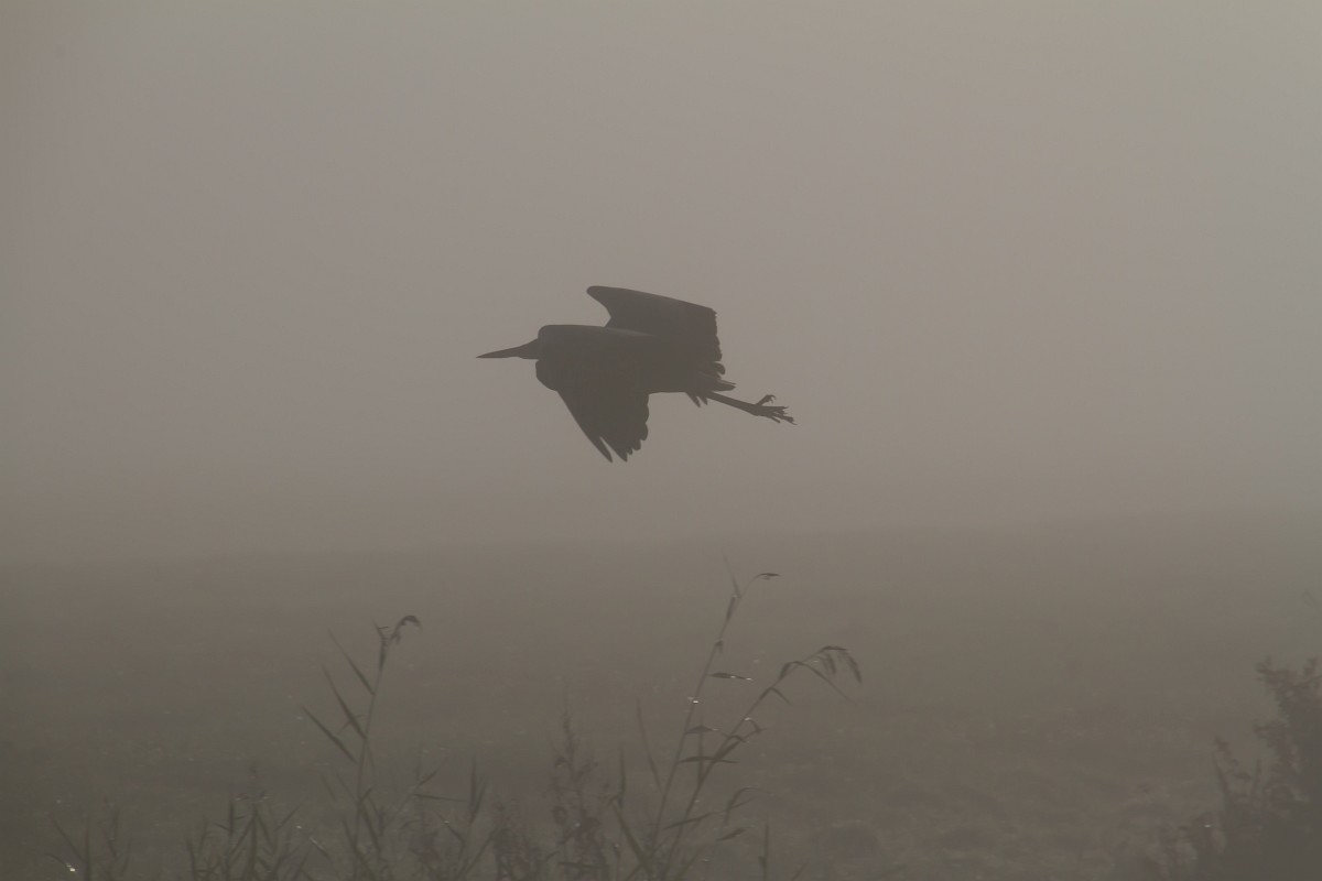 foto: [20171107PV7118]